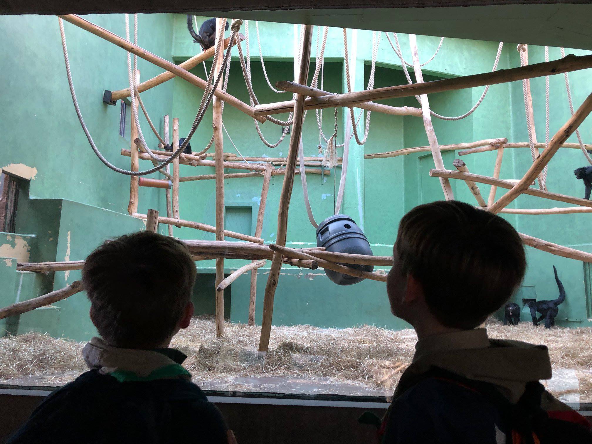 Sint-Martinus den XIIde - Zoo Antwerpen Kapoenen